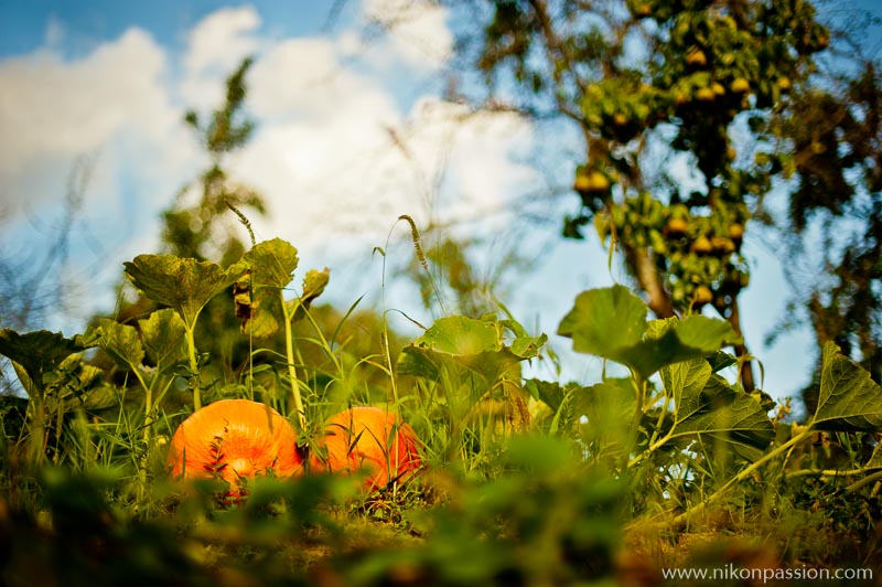 Comment faire des photos de légumes