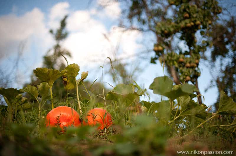 Comment faire des photos de légumes