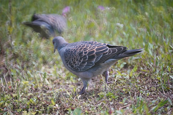 Exemple de photo faite avec le Tokina SZX 400 mm F8 MF