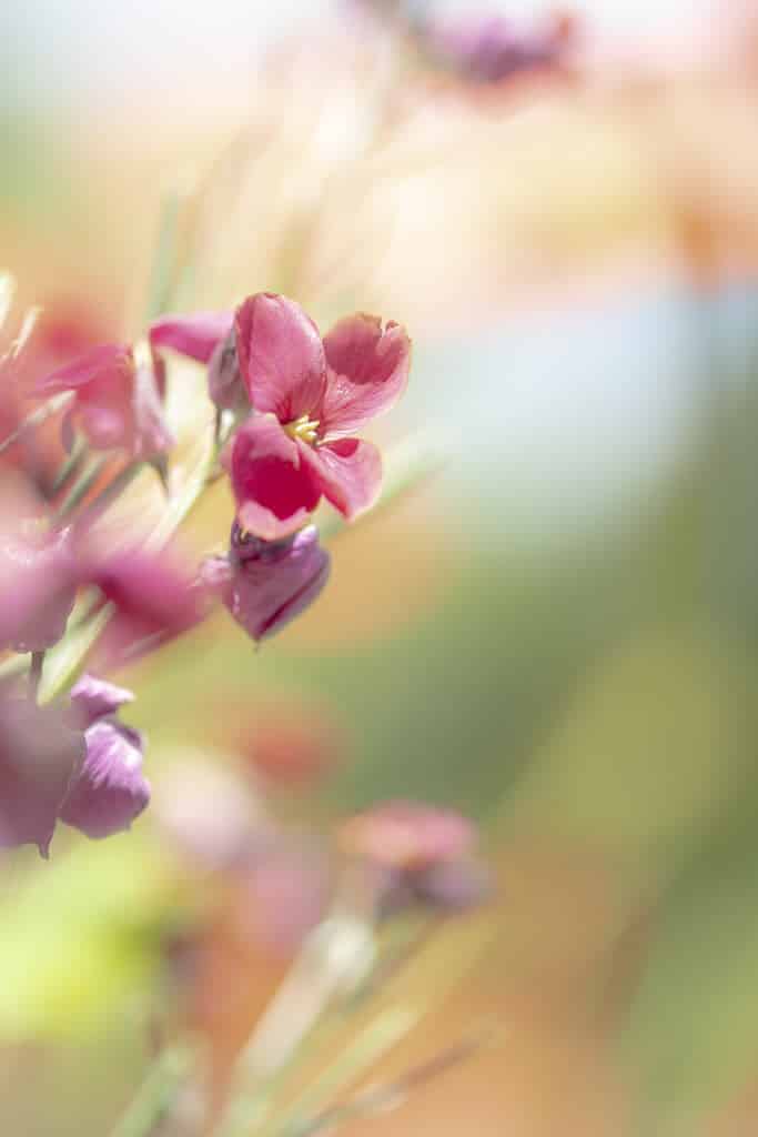 Formation photo macro Nikon School - Hervé Karacha