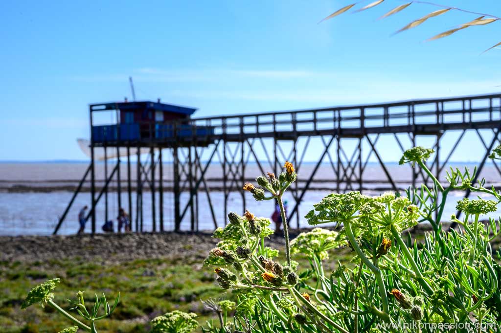 Carrelet sur l'île Madame