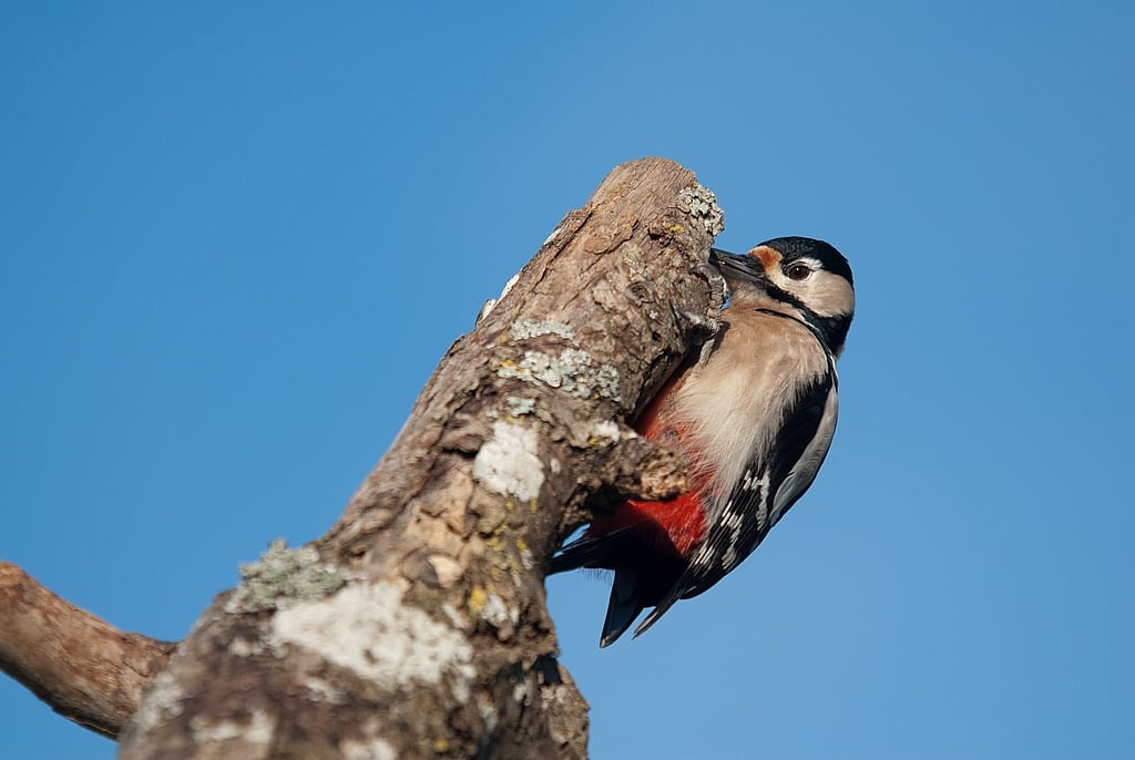 Comment photographier les oiseaux à la mangeoire