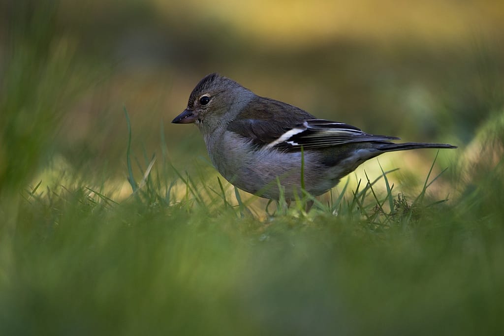 Comment photographier les oiseaux à la mangeoire