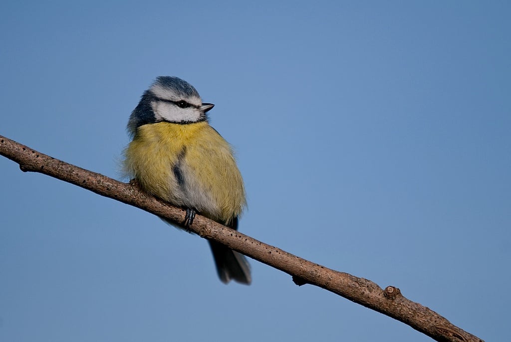 Comment photographier les oiseaux à la mangeoire