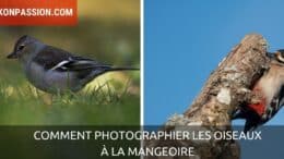 Comment photographier les oiseaux à la mangeoire