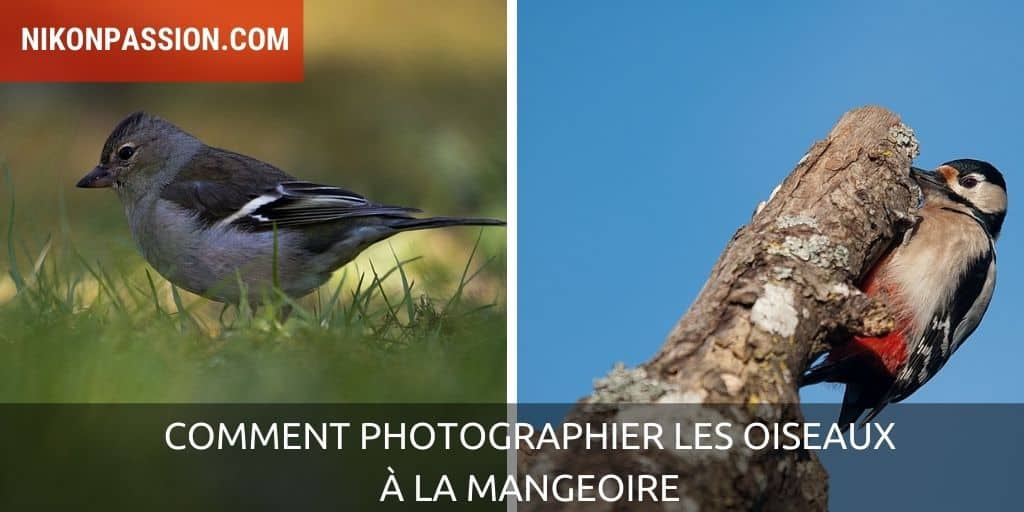 Comment photographier les oiseaux à la mangeoire