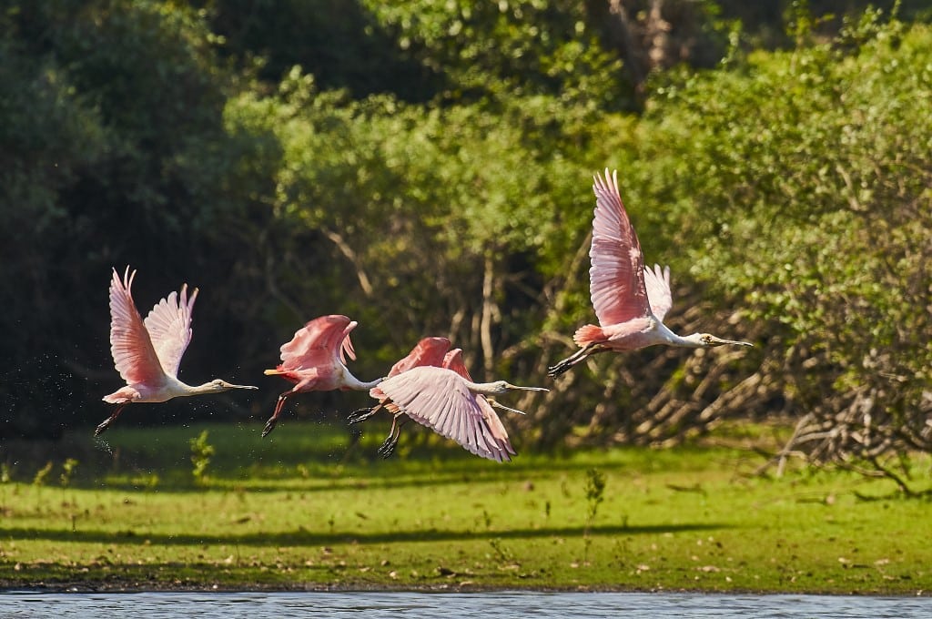 Comment photographier les oiseaux en vol avec un téléobjectif