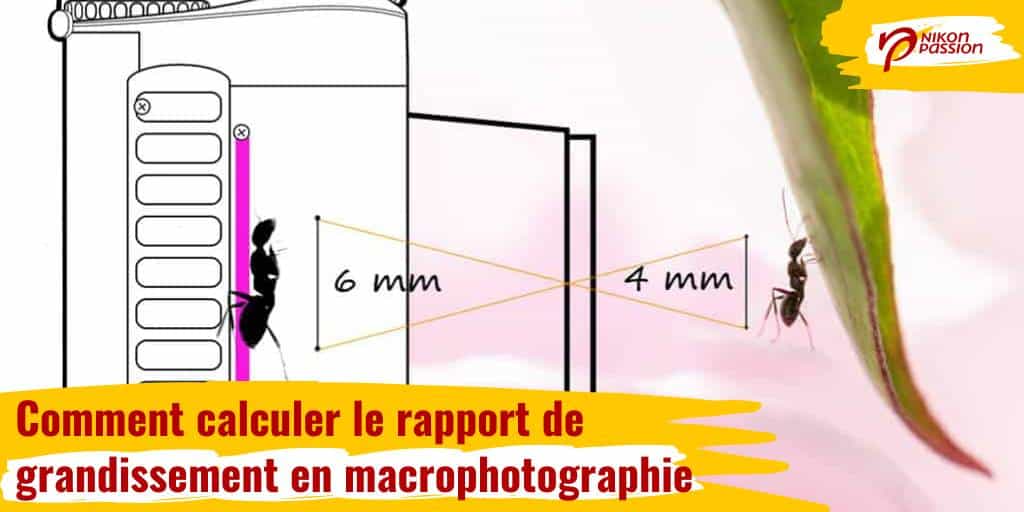 Guide complet de la macrophotographie, comment faire, matériel, calculs