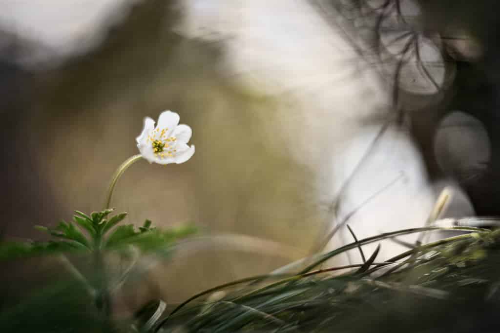 Comment photographier les fleurs en gros plan