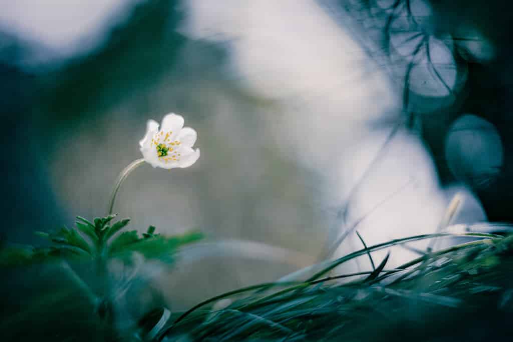 Comment photographier les fleurs en gros plan