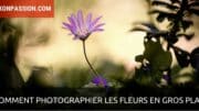 Comment photographier les fleurs en gros plan