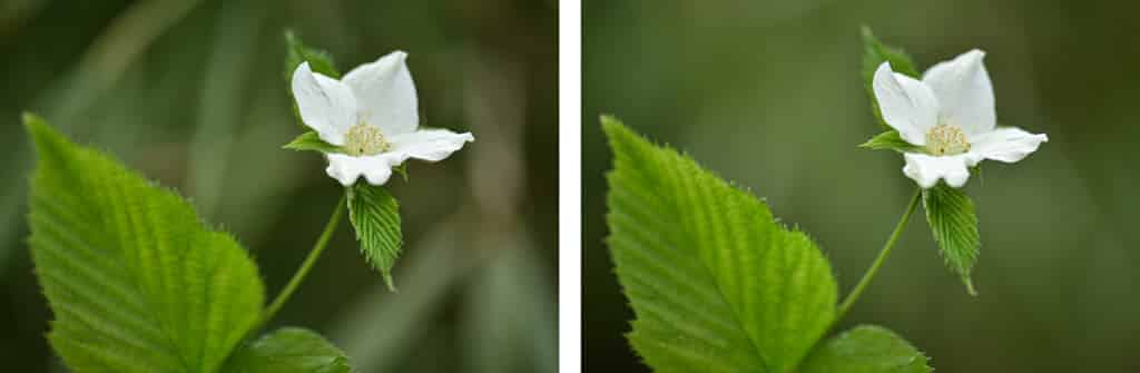 Comment photographier les fleurs en gros plan