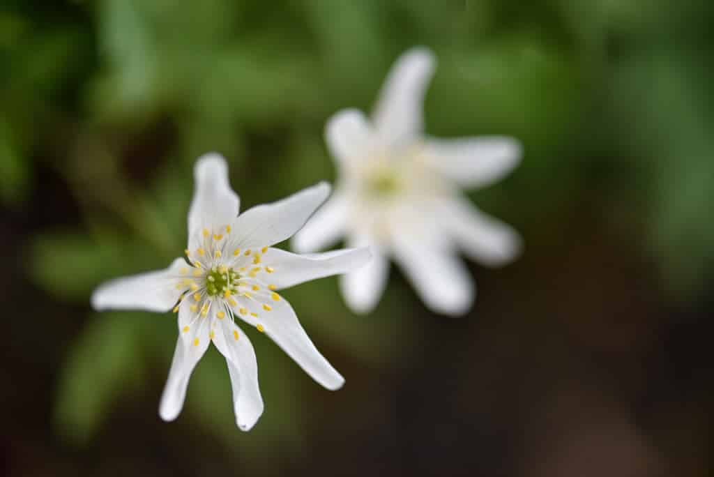 Comment photographier les fleurs en gros plan