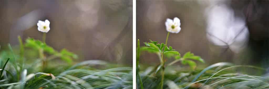 Comment photographier les fleurs en gros plan