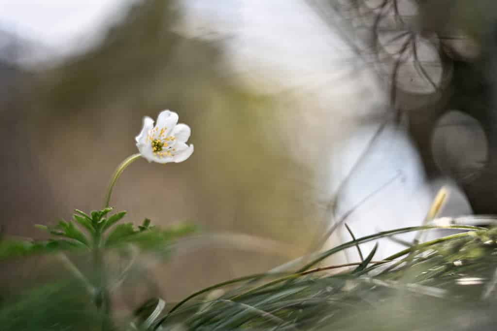 Comment photographier les fleurs en gros plan