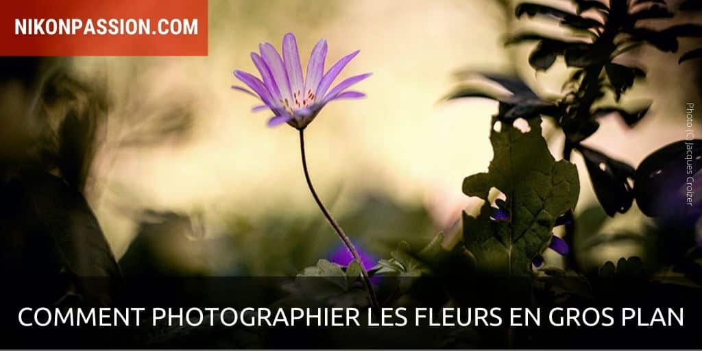Comment photographier les fleurs en gros plan