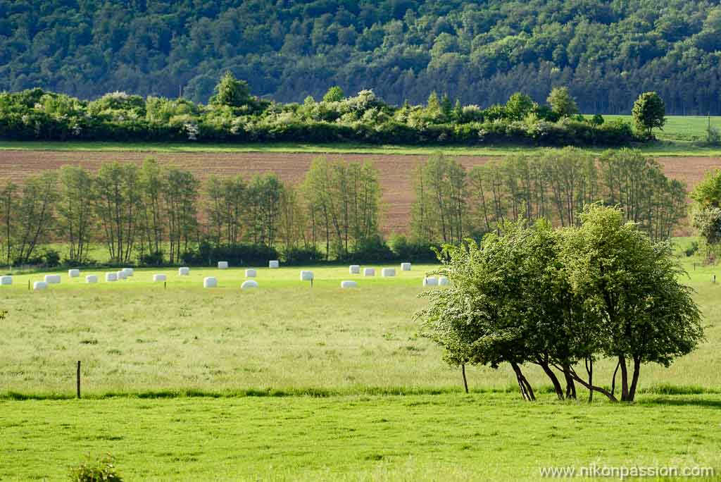 Super Téléobjectif Zoom Sur Le Trépied Avec Appareil Photo Canon DSLR  Photographie Horizontale Dans Les Herbes Vertes, Gros Plan De Prairie.  Banque D'Images et Photos Libres De Droits. Image 171015176