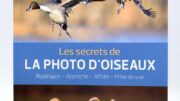 Comment photographier les oiseaux : matériel, réglages, approche, les secrets d’Erwan Balança