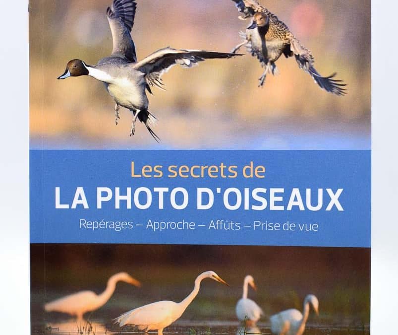 Comment photographier les oiseaux : matériel, réglages, approche, les secrets d’Erwan Balança