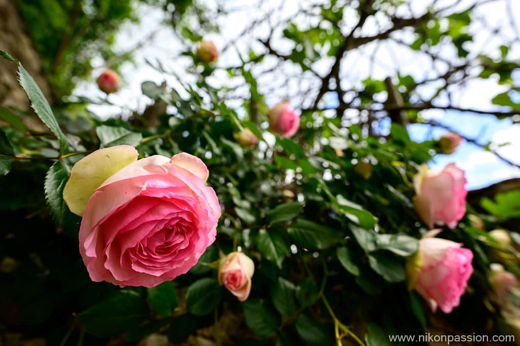 Exemple de photo avec le NIKKOR Z 20 mm f/1.8 S pour hybride Nikon