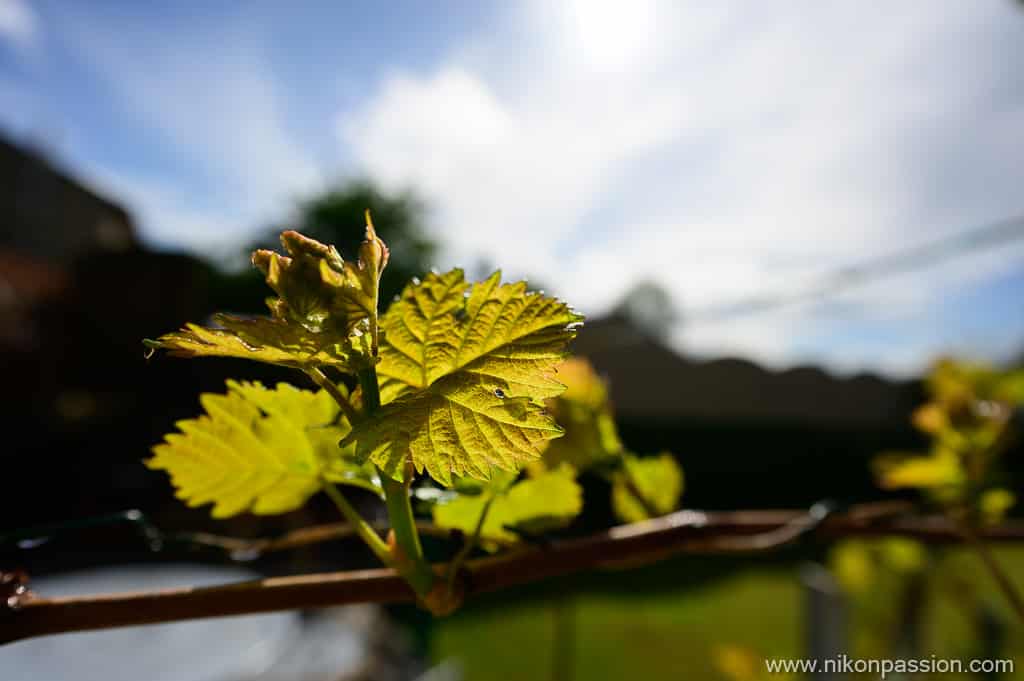 Exemple de photo avec le NIKKOR Z 20 mm f/1.8 S pour hybride Nikon