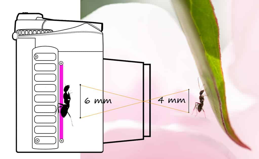 Comment calculer le rapport de grandissement en macrophotographie