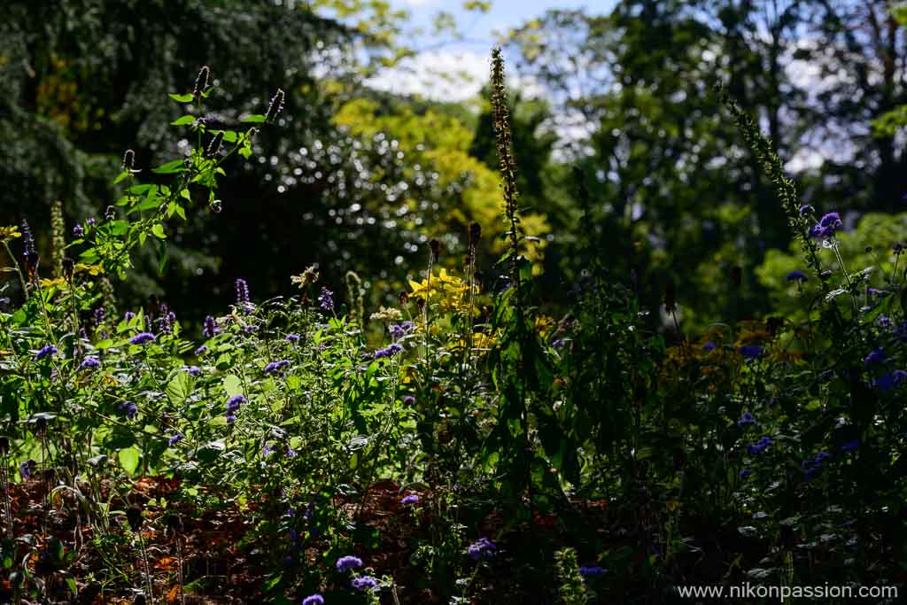 Test NIKKOR Z MC 105 mm f/2.8 VR S
