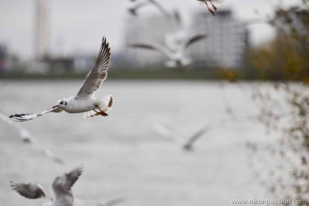 Photo d'oiseaux avec le Nikon Z 9