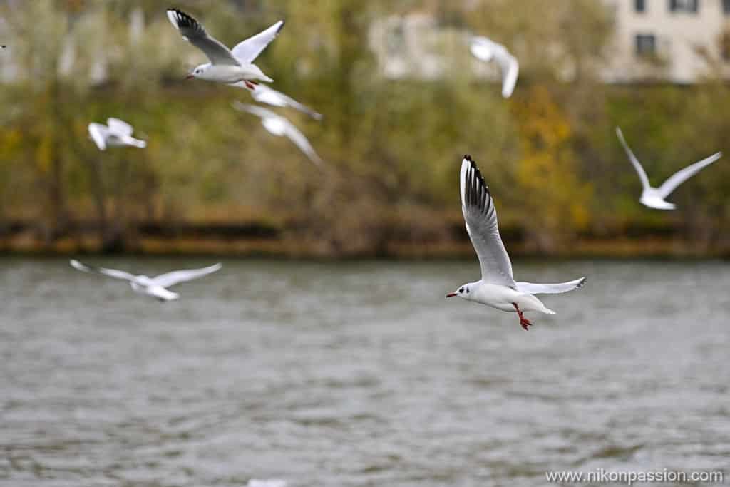 Photo d'oiseaux avec le Nikon Z 9