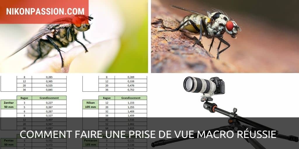 Comment faire une photo macro réussie, le guide pratique