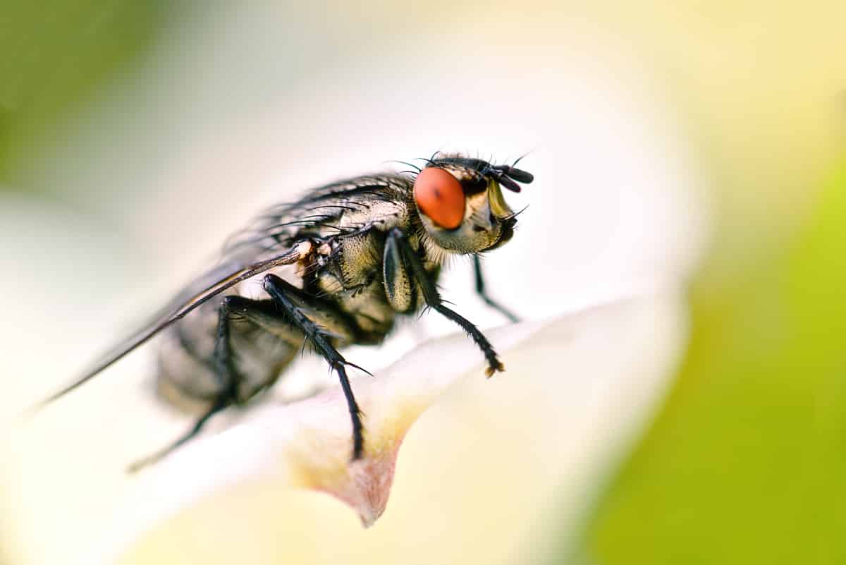 Photo de mouche en macro - Comment faire une photo macro