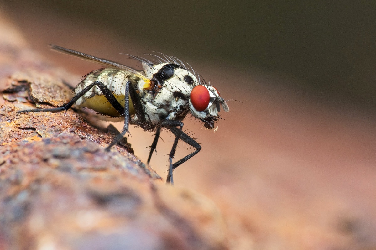 Photo de mouche en macro - Comment faire une photo macro