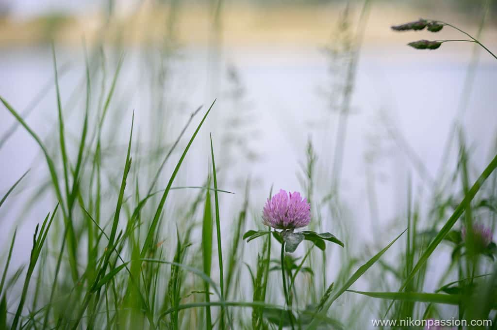 Test NIKKOR Z 28-75 mm f/2.8