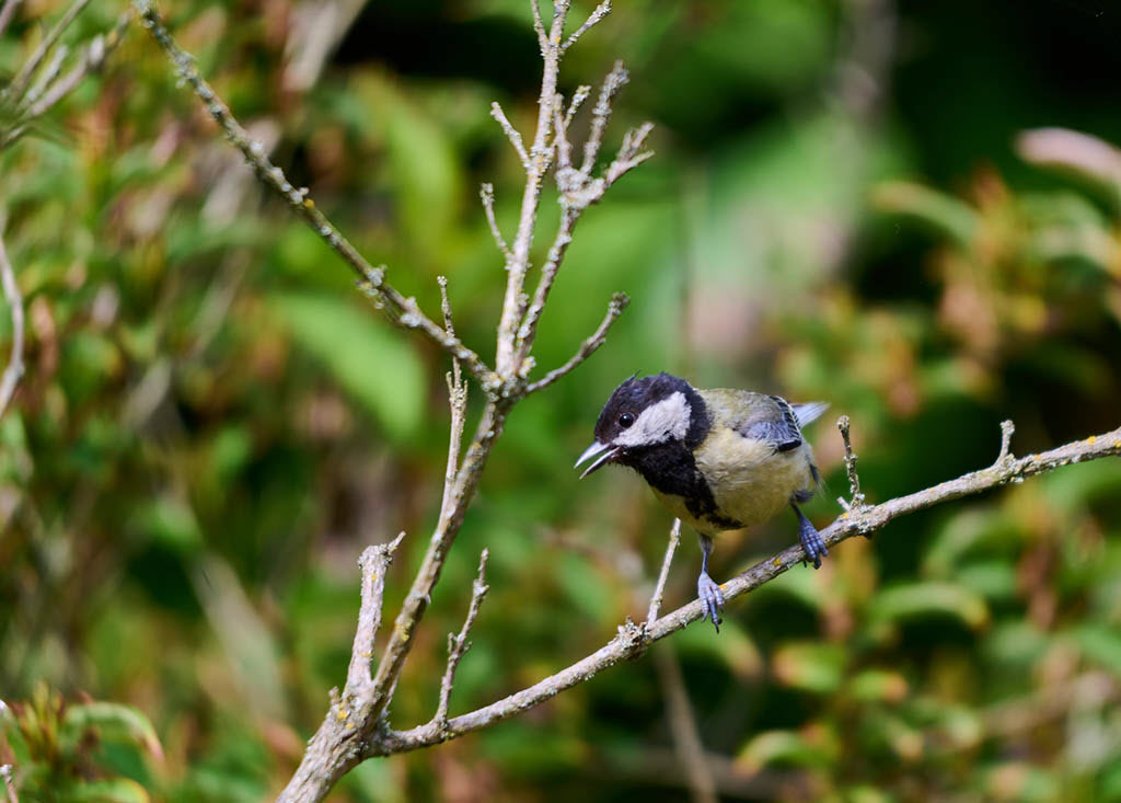 Test Sigma 120-400/4,5-5,6 OS HSM monté sur le Nikon Z 6II