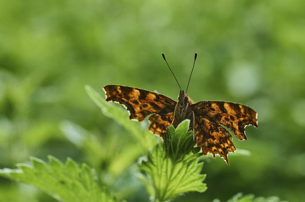 Test photo de papillon avec le Tamron 90 mm macro sur Nikon Z 6II