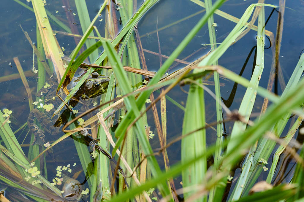 Test photo nature avec le 24-70 f/4 sur Nikon Z 6II