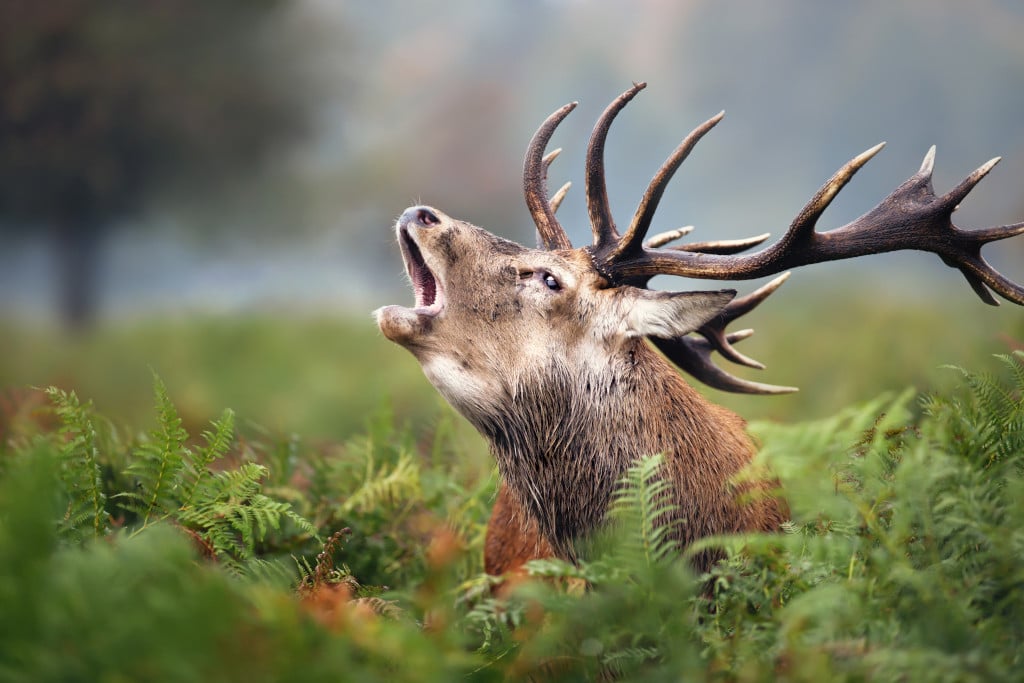 Comment photographier le brame du cerf