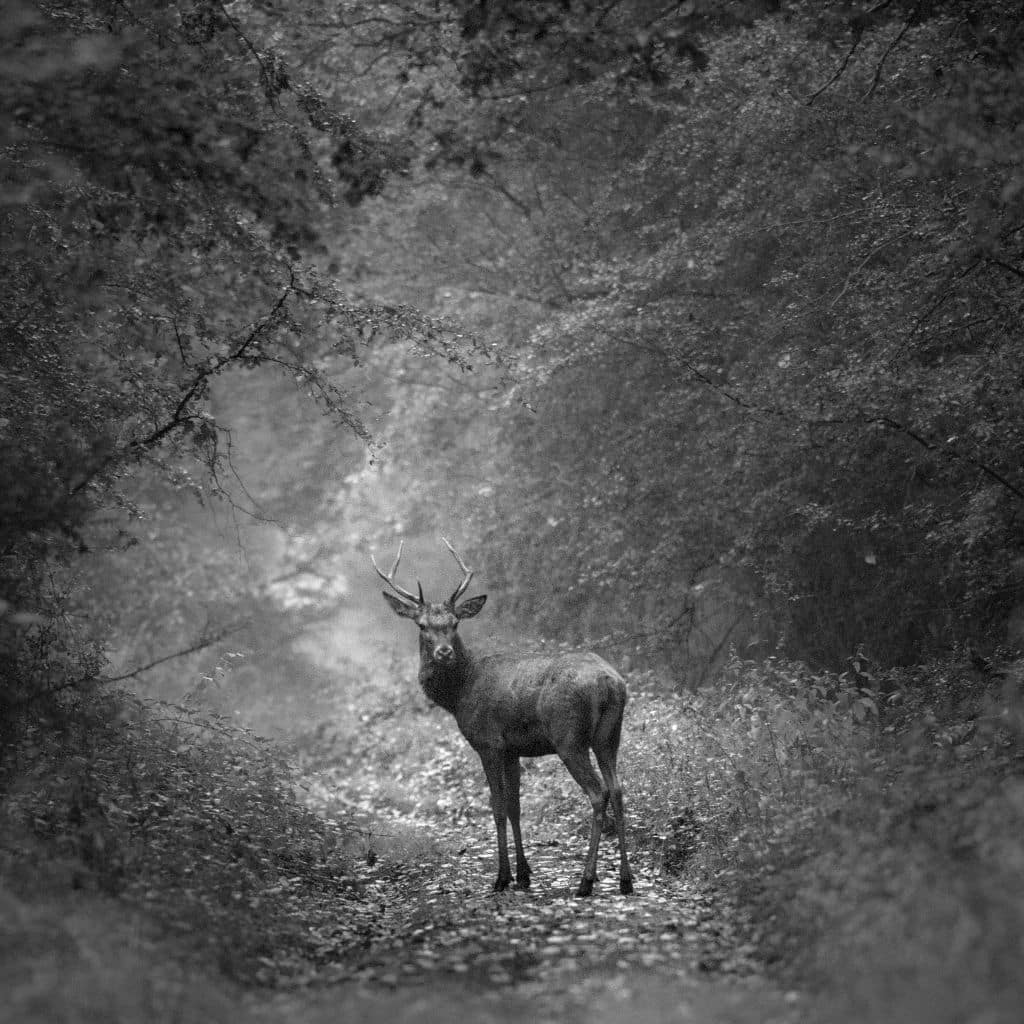 Comment photographier le brame du cerf