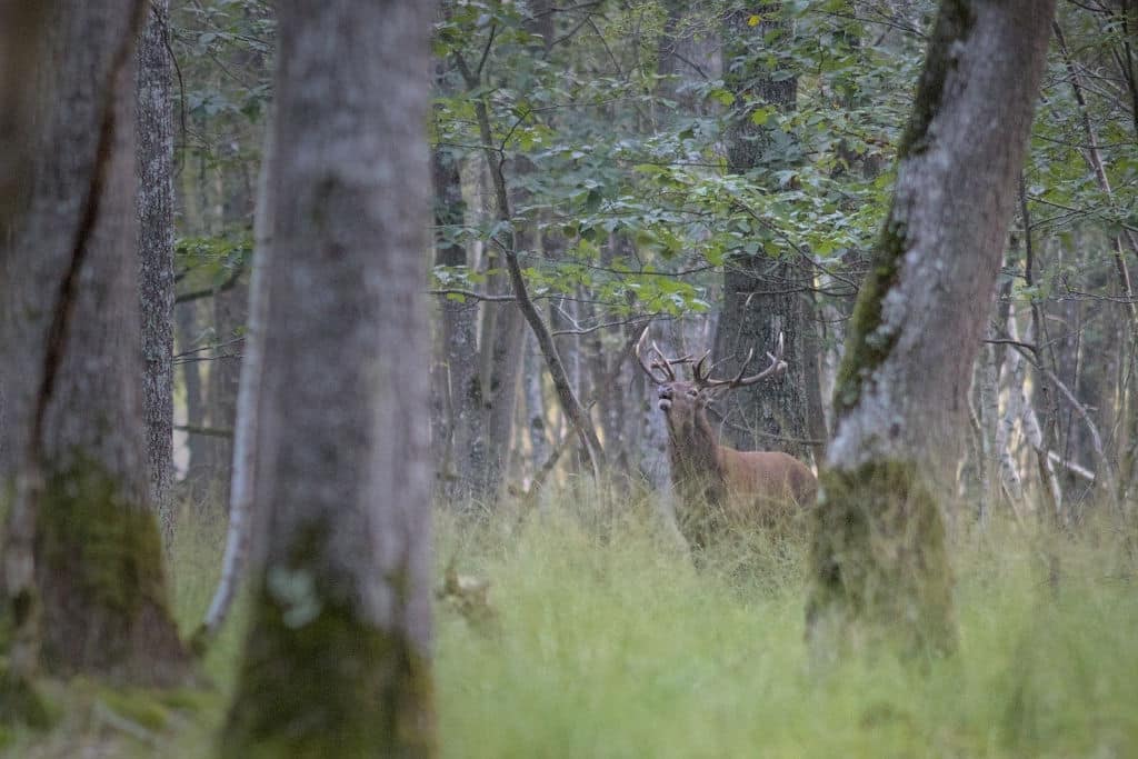 Comment photographier le brame du cerf