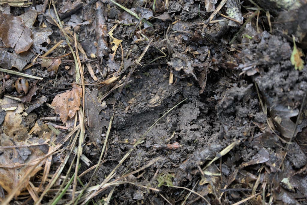 Comment photographier le brame du cerf