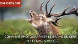 Brame du cerf et photographier le cerf