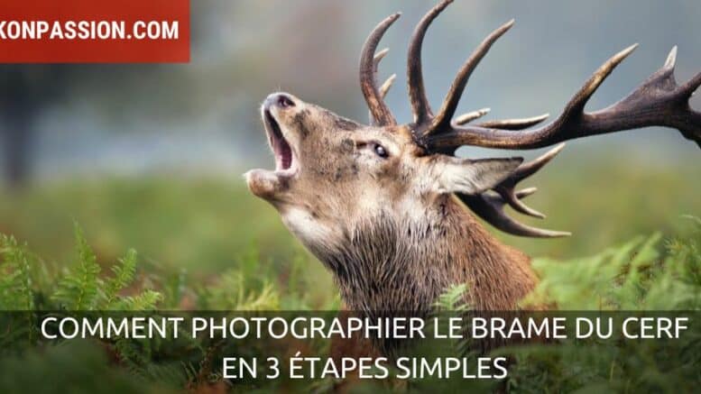 Brame du cerf et photographier le cerf