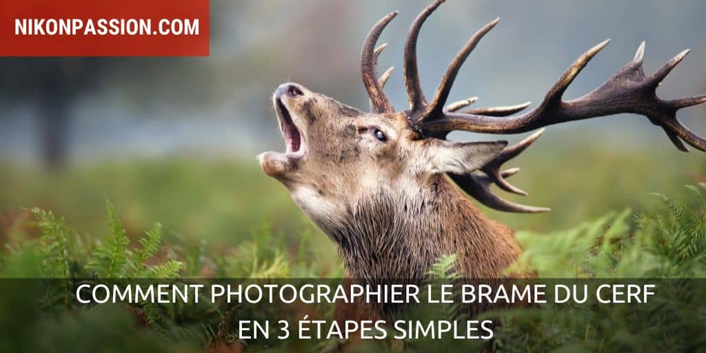 Brame du cerf et photographier le cerf