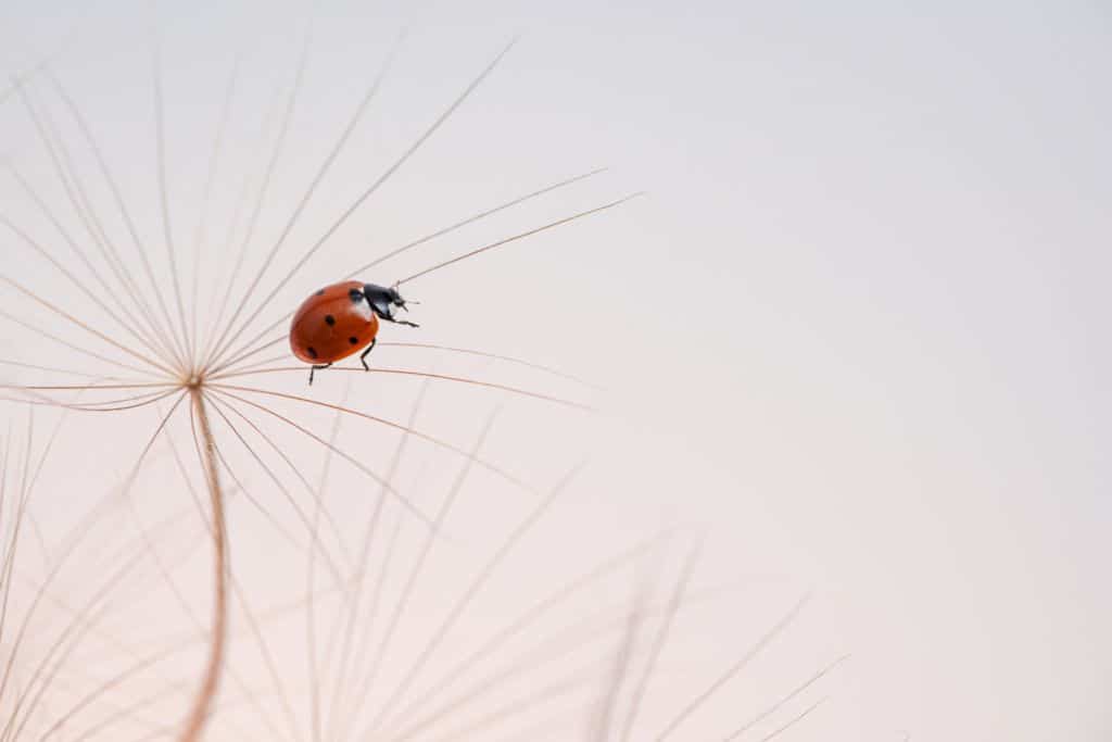 Denis-Dubesset - Coccinelle