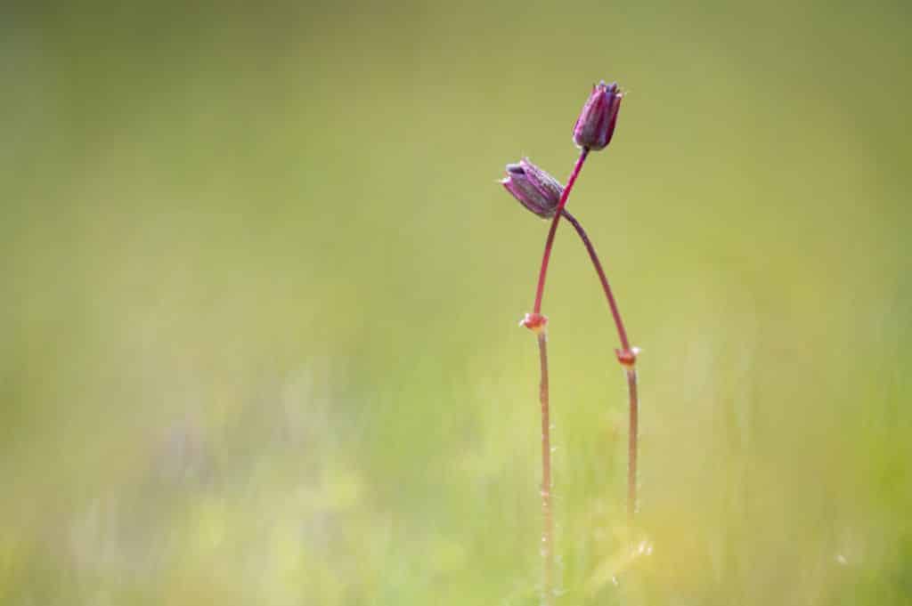 Denis-Dubesset - deux fleurs