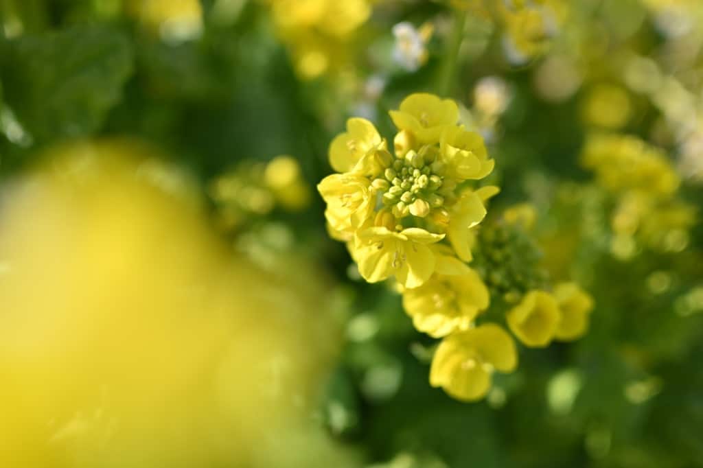 Exemple de photo faites avec le Nikon NIKKOR Z DX 24 mm f/1.7