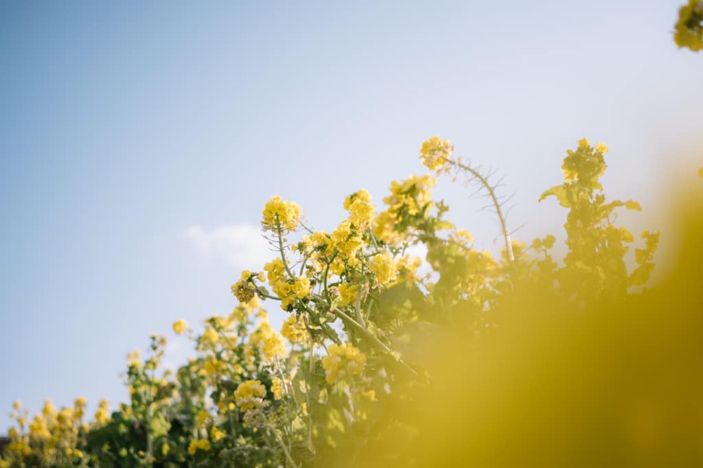 Exemple de photo faites avec le Nikon NIKKOR Z DX 24 mm f/1.7
