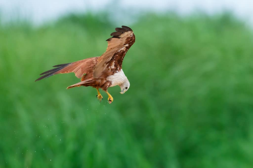 Exemple de photo faite avec le NIKKOR Z 600 mm f/6.3 VR S PF