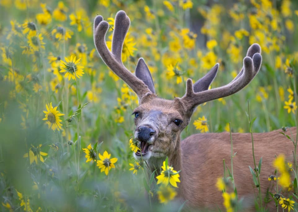 Exemple de photo faite avec le NIKKOR Z 600 mm f/6.3 VR S PF