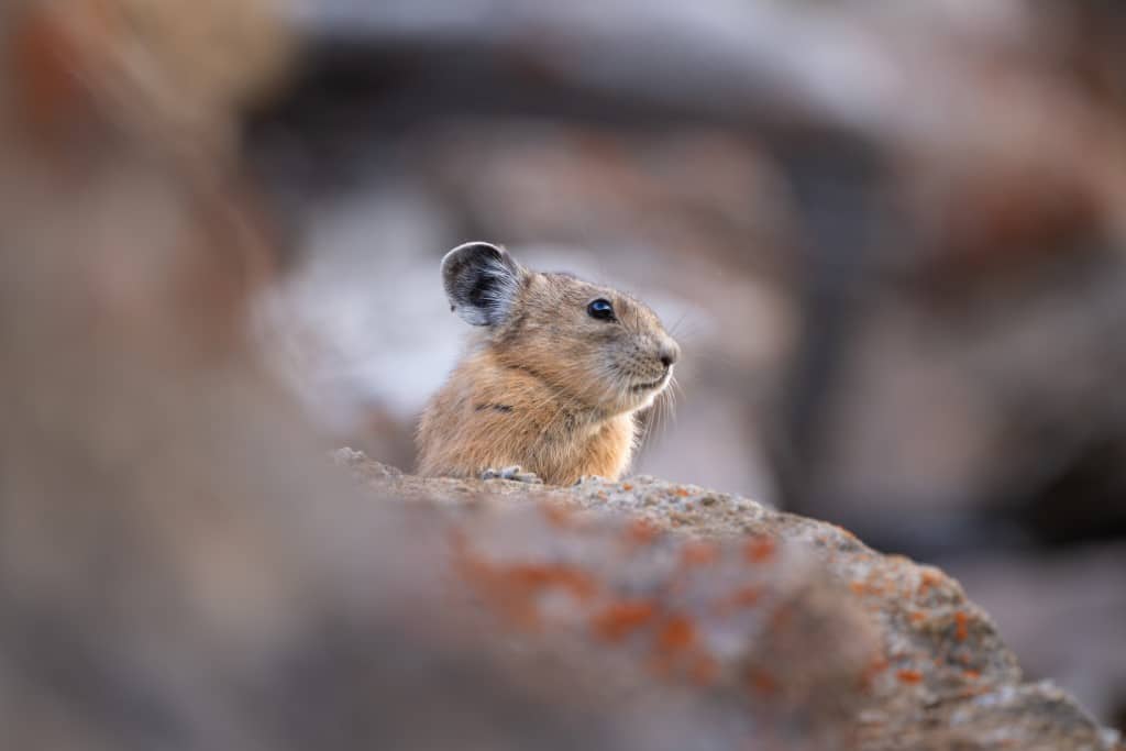 Exemple de photo faite avec le NIKKOR Z 600 mm f/6.3 VR S PF